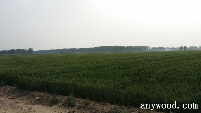 批木网 anywood.com