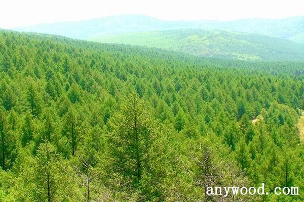 批木网 anywood.com