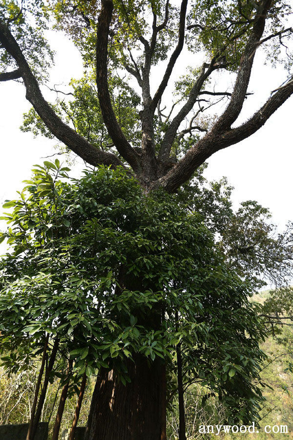 三峡库区发现800岁金丝楠木【木材圈】