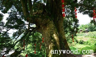 批木网 anywood.com
