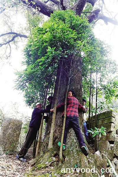 批木网 anywood.com