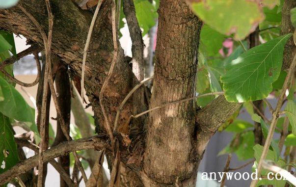 批木网 anywood.com