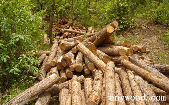 批木网 anywood.com