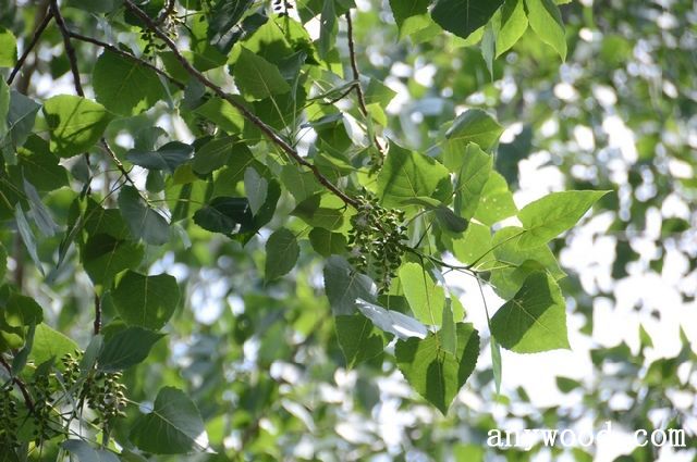 批木网 anywood.com