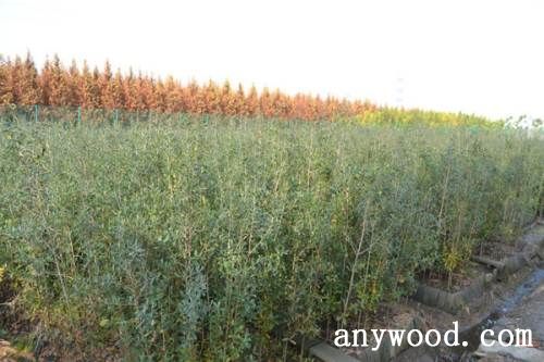 批木网 anywood.com