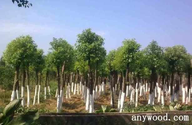 批木网 anywood.com