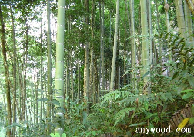 批木网 anywood.com