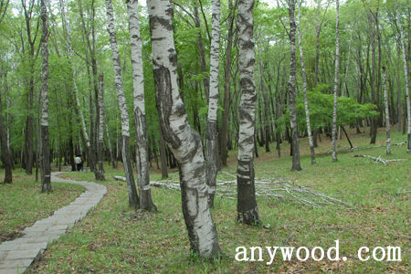 批木网 anywood.com