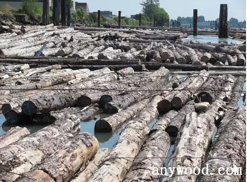 批木网 anywood.com