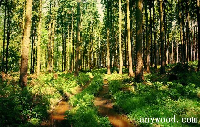 批木网 anywood.com