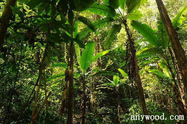 批木网 anywood.com