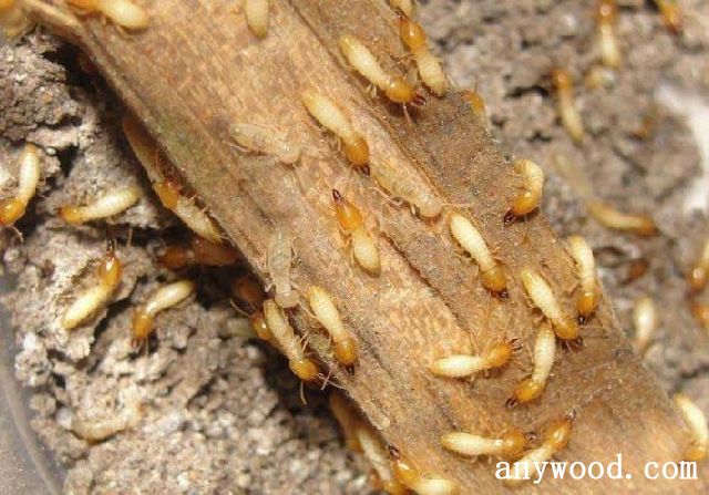 批木网 anywood.com