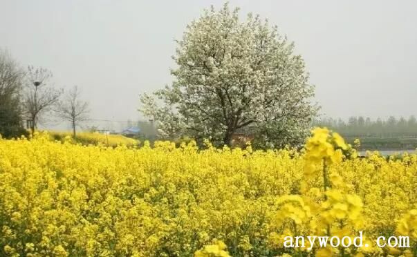 油菜花