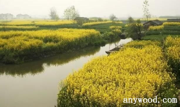 油菜花