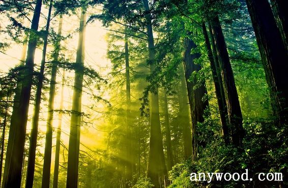 批木网 anywood.com