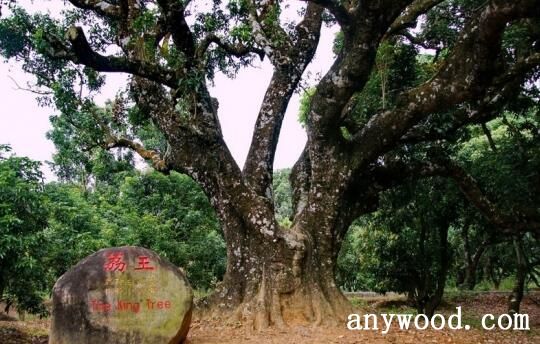 宋家香古荔树