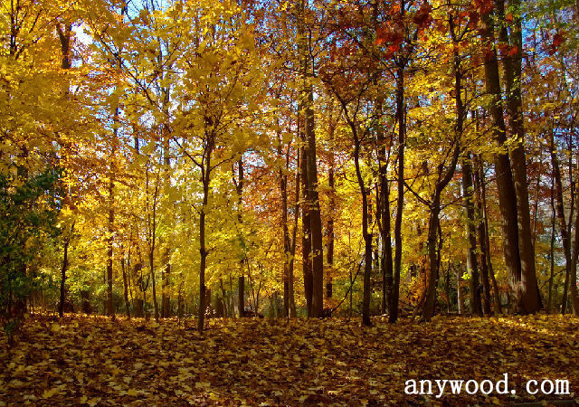 批木网 anywood.com
