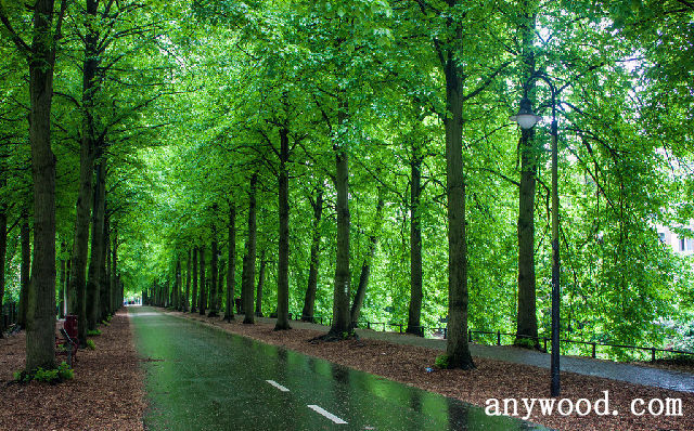 批木网 anywood.com
