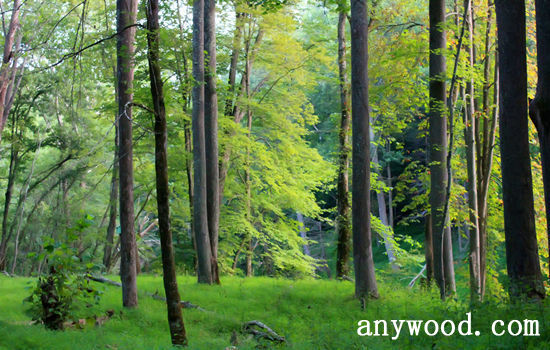 批木网 anywood.com