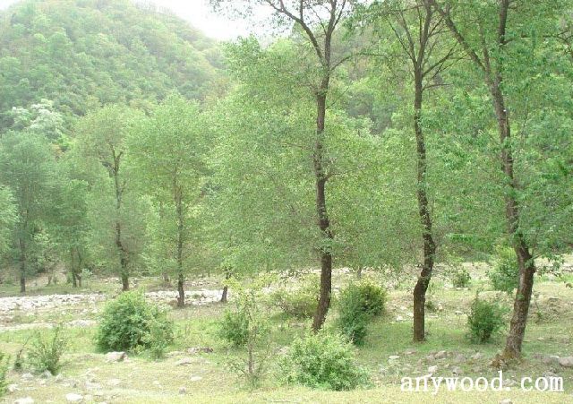 批木网 anywood.com