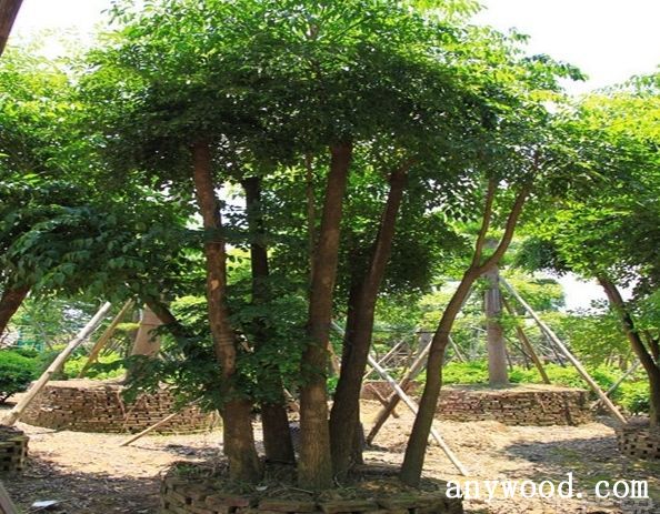 批木网 anywood.com