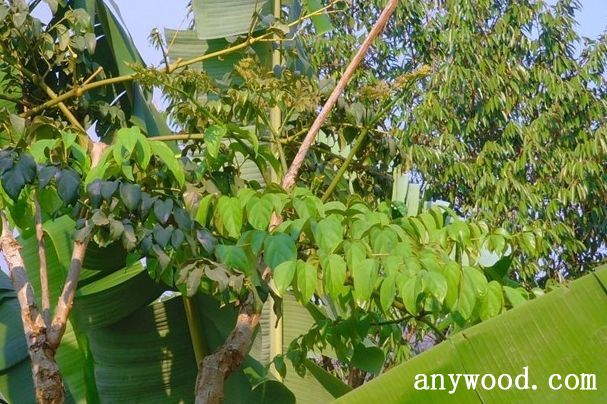 批木网 anywood.com