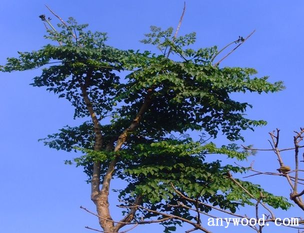 批木网 anywood.com