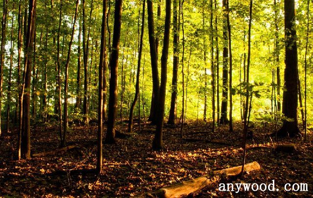 批木网 anywood.com