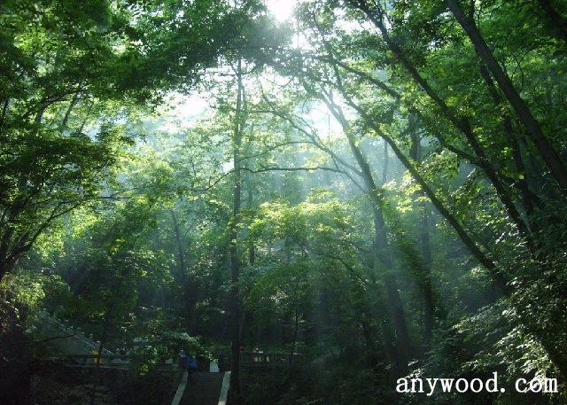 批木网 anywood.com
