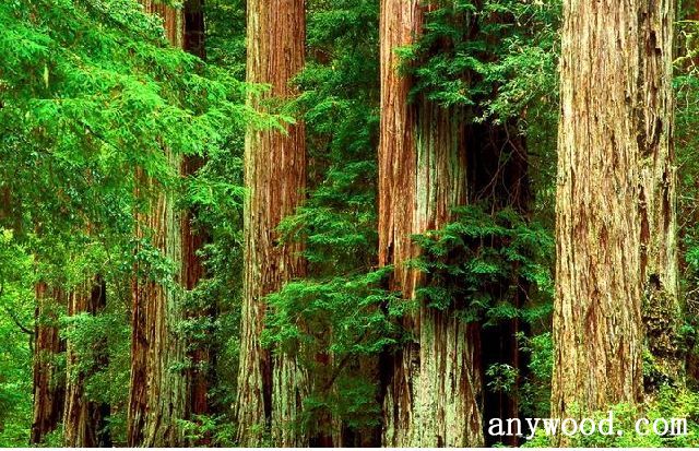 批木网 anywood.com