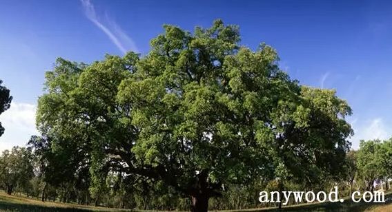 批木网 anywood.com