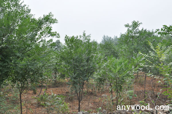 批木网 anywood.com
