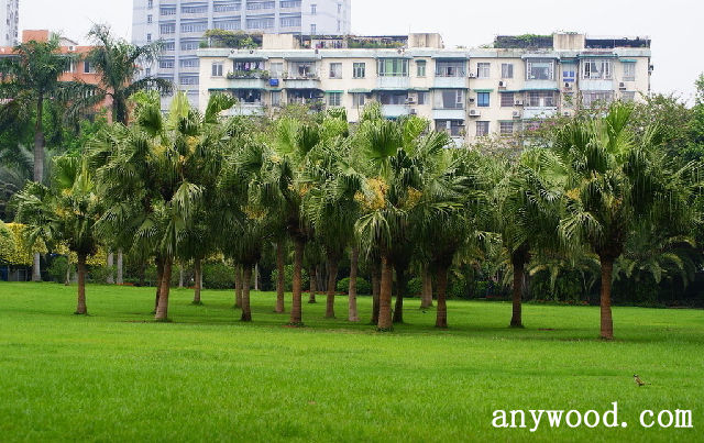 批木网 anywood.com