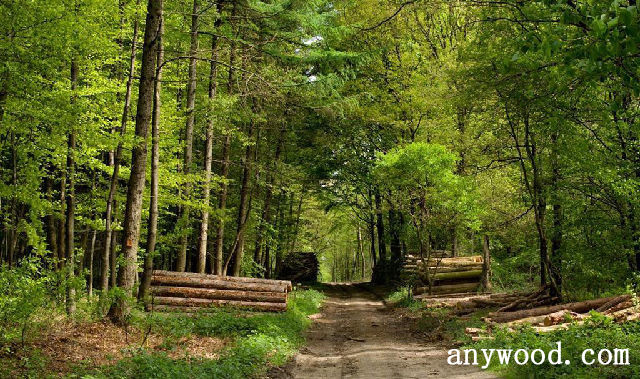 批木网 anywood.com
