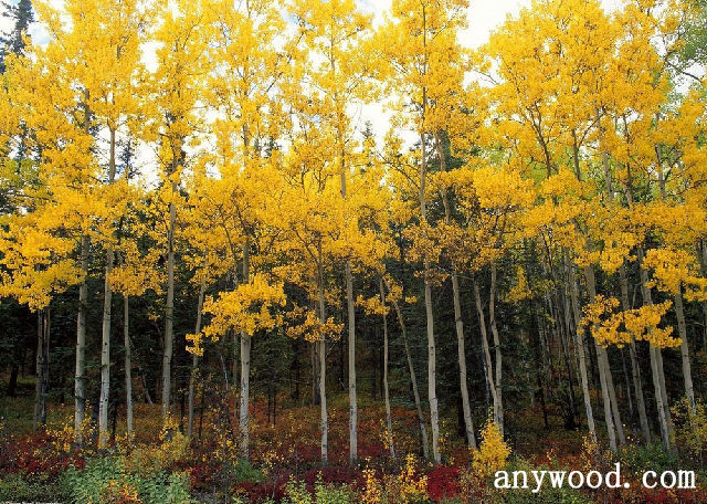 批木网 anywood.com