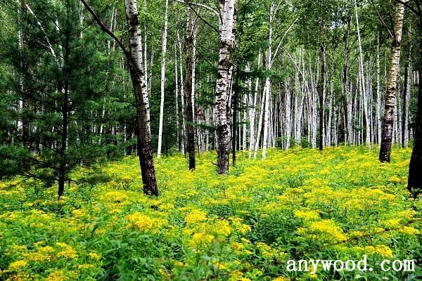 批木网 anywood.com