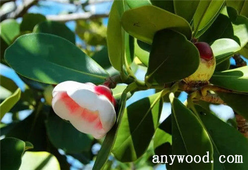 批木网 anywood.com