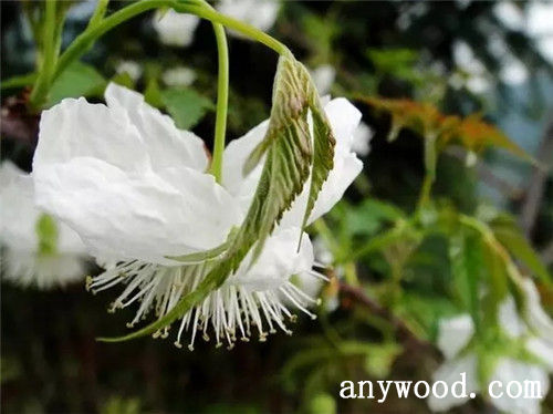 批木网 anywood.com