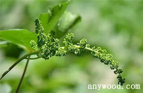 批木网 anywood.com