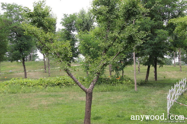 批木网 anywood.com