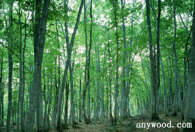 批木网 anywood.com