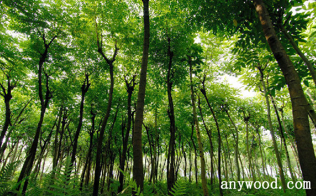 批木网 anywood.com