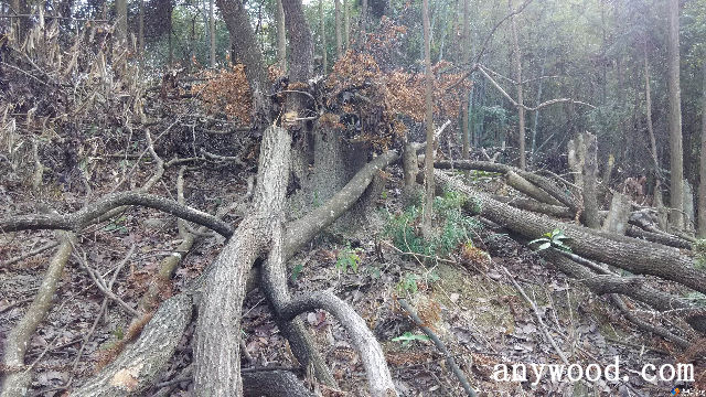 批木网 anywood.com
