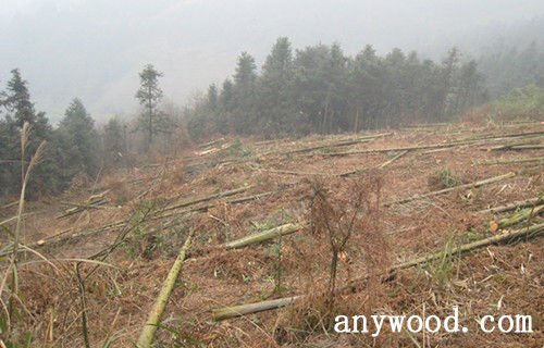 批木网 anywood.com