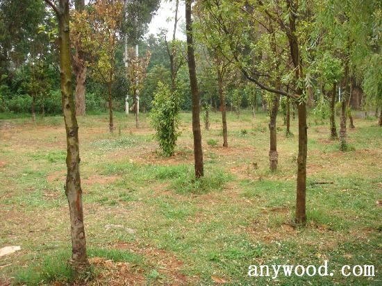 批木网 anywood.com