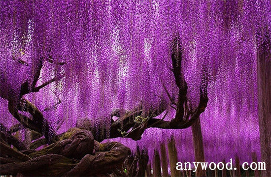 批木网 anywood.com