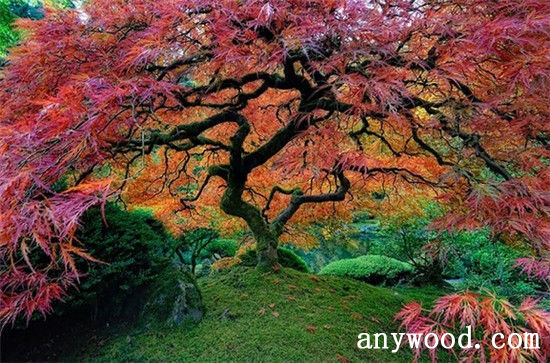 批木网 anywood.com