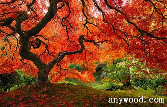 批木网 anywood.com