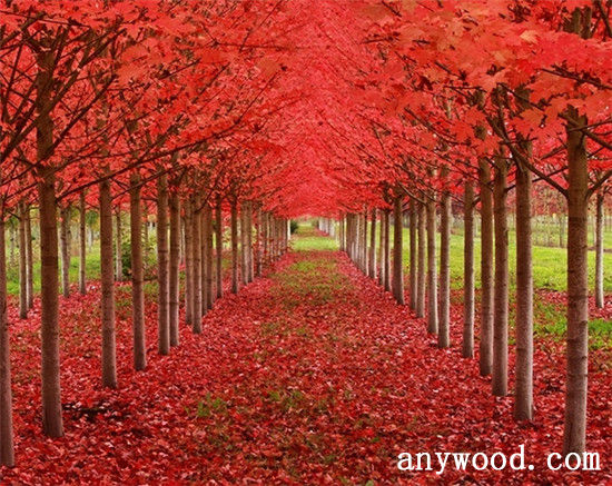 批木网 anywood.com