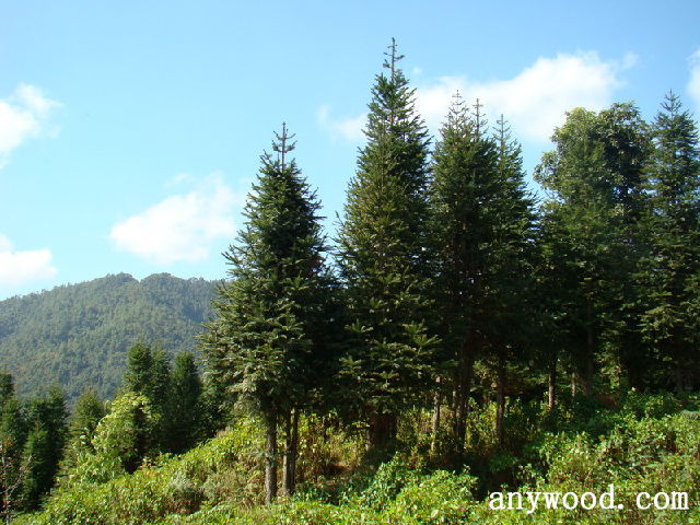 批木网 anywood.com